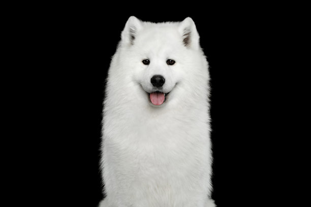 黑色背景上的萨摩耶犬素材图片