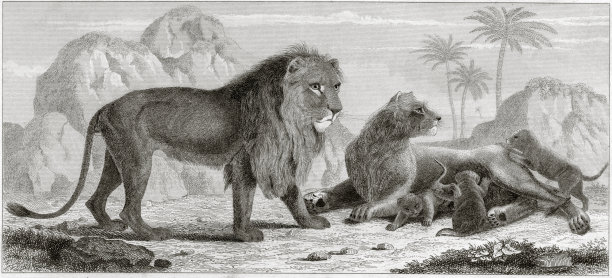 《狮子家族》，历史插图，1851年图片下载
