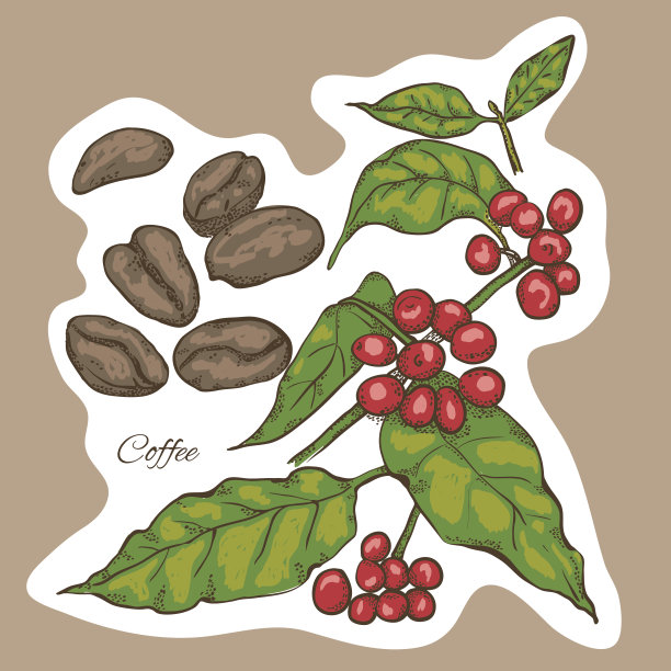 浆果、树叶、嫩芽和咖啡粒——五彩缤纷的图画，图片下载