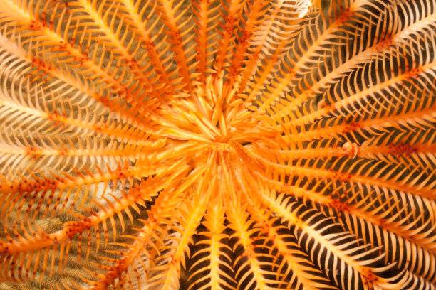 印度尼西亚北苏拉威西邦肯岛的橙色羽毛之星美女图片下载