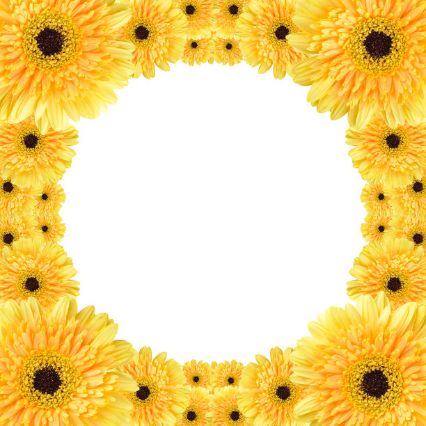 黄雏菊圆框图片下载