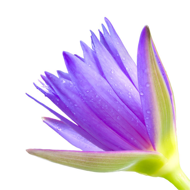 莲花;睡莲;花园里的紫色花朵。图片下载