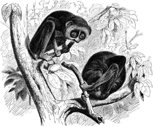 苗条的洛里斯图片下载