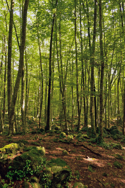 约旦的峡湾。图片下载