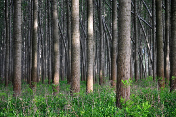 年轻的白杨树林图片下载