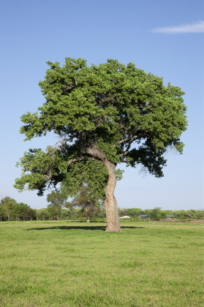 夏天新墨西哥州的杨树图片下载