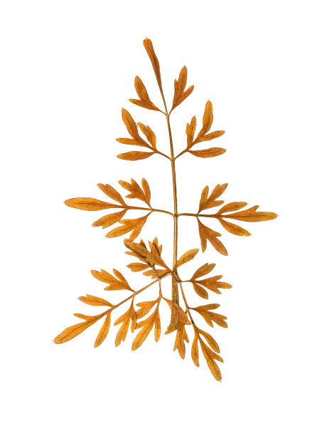 压制和干燥的叶子雕刻秋香草图片下载