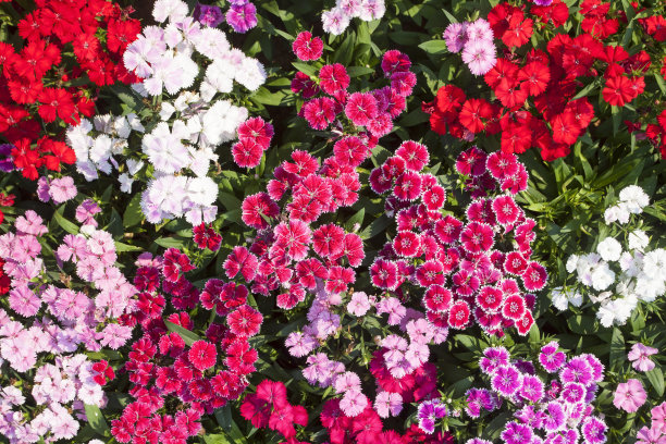 石竹类植物的花图片下载