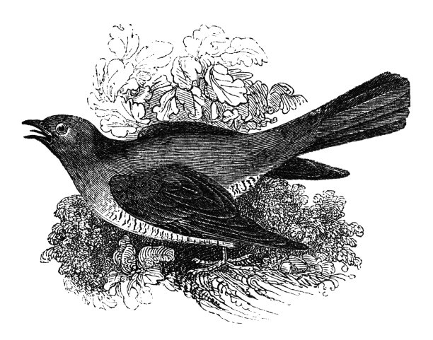 杜鹃(维多利亚时代的雕刻)图片下载