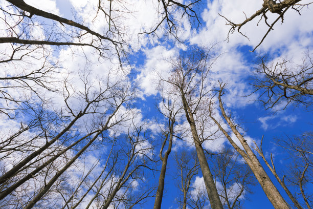 森林景观。图片下载