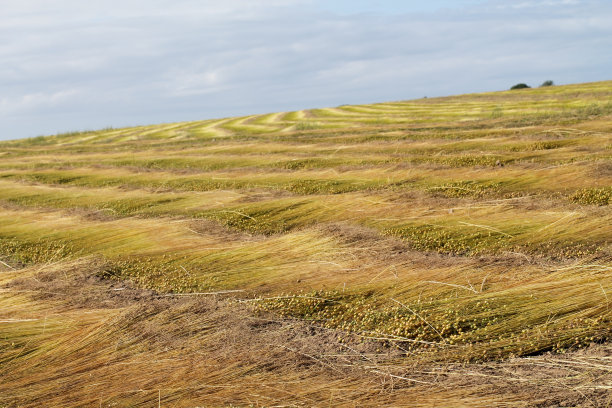 裁剪亚麻布的田野。图片下载