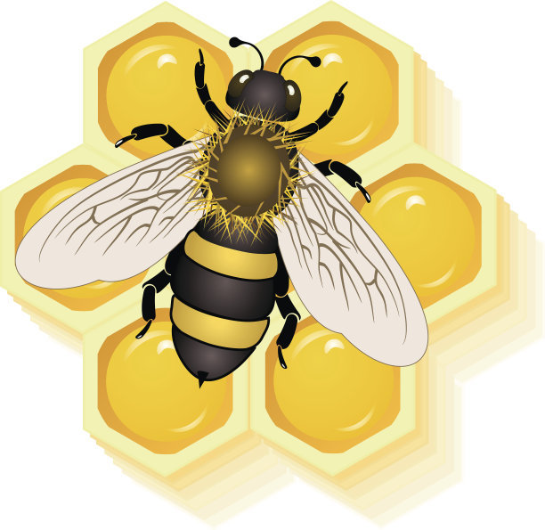 蜜蜂在蜂窝里工作图片下载