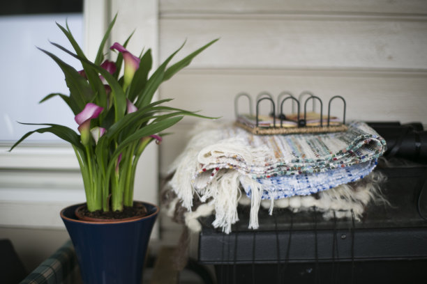 花-愈伤组织花旁边的桌布图片下载