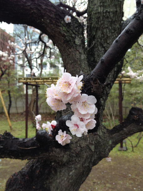 春天的花朵,东京图片下载