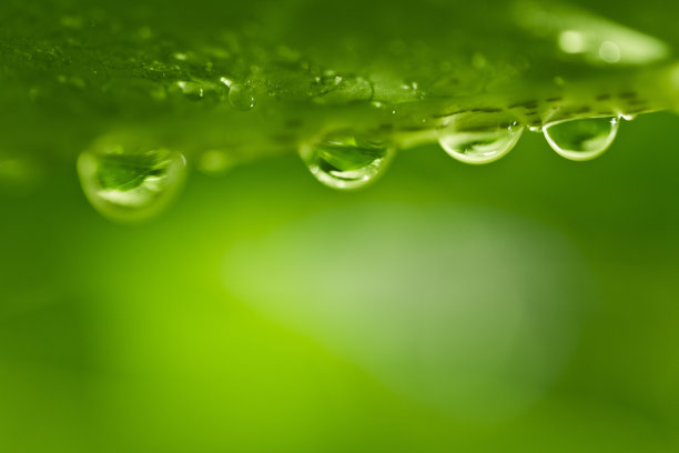 绿叶与水滴自然成背景素材图片