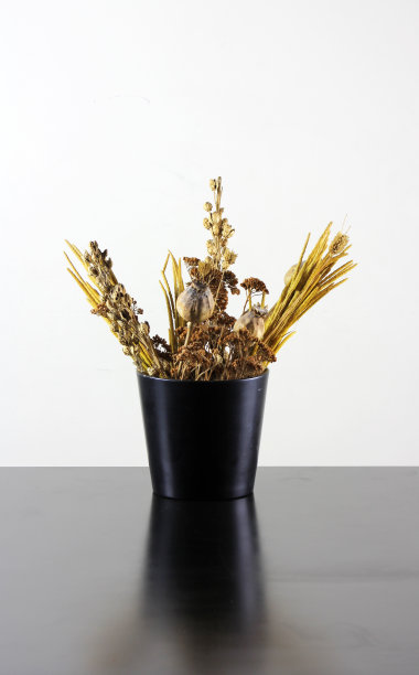 干燥的植物图片下载