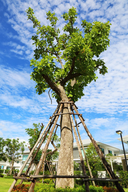 蓝天下的绿树图片下载