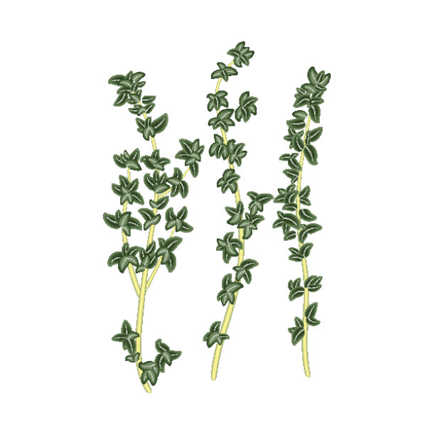新鲜的绿色小枝百里香，在白色的背景下很美味。可用于卡片、印刷、海报、请柬、网页设计及其他用途。图片下载