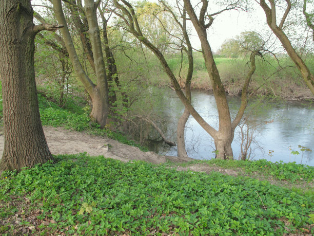 森林河图片下载