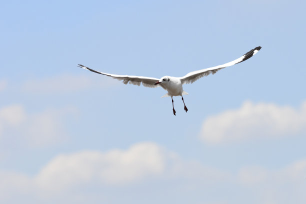 飞翔的海鸥(正面)图片下载