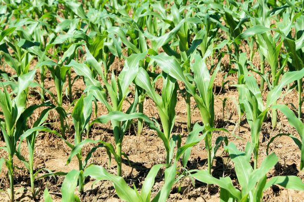 玉米田图片下载