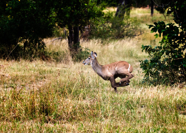 年轻的非洲大羚羊跑图片下载