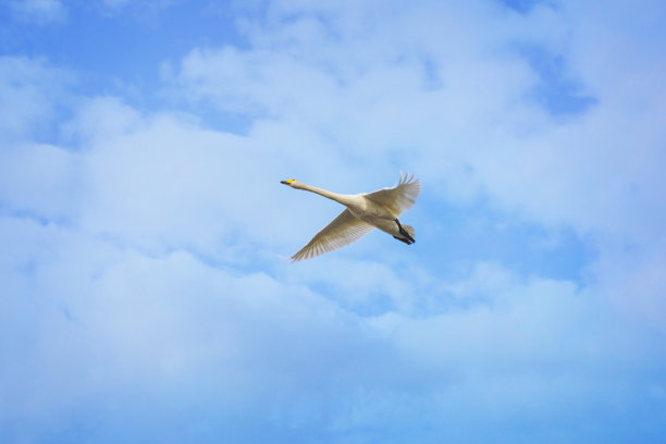 大天鹅图片下载