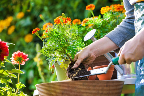 在花园里盆栽花素材图片