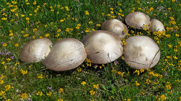 塞塔斯/蘑菇图片下载