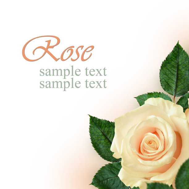 桃子玫瑰花图片下载