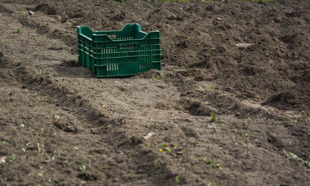 方形篮子放在花园里，种着土豆图片下载