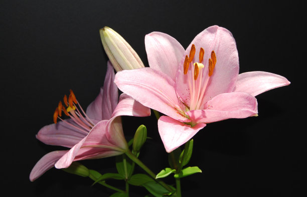 粉百合与花蕾图片下载