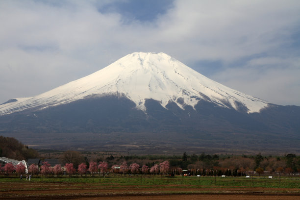 樱花和富士山图片下载