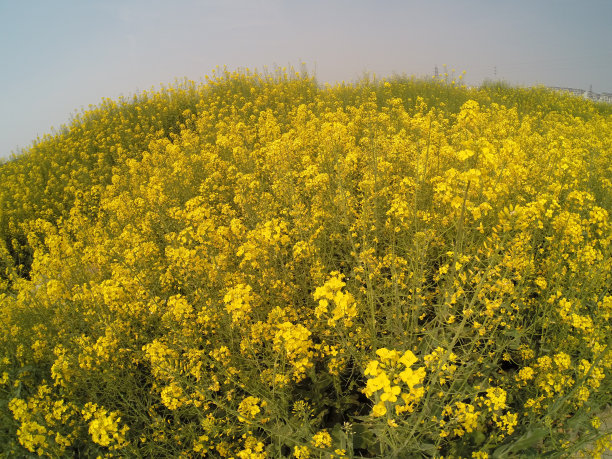 春天的油菜地图片下载