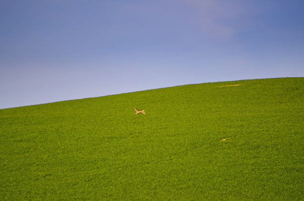 鹿在山上奔跑图片下载
