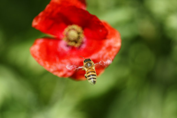 蜜蜂图片下载