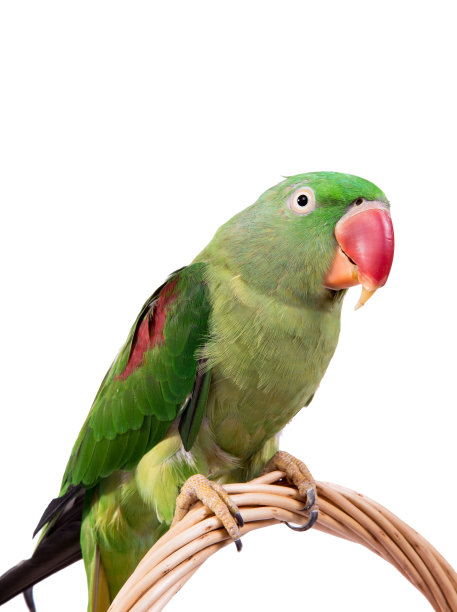 白色背景上的大绿环或亚历山大鹦鹉素材图片