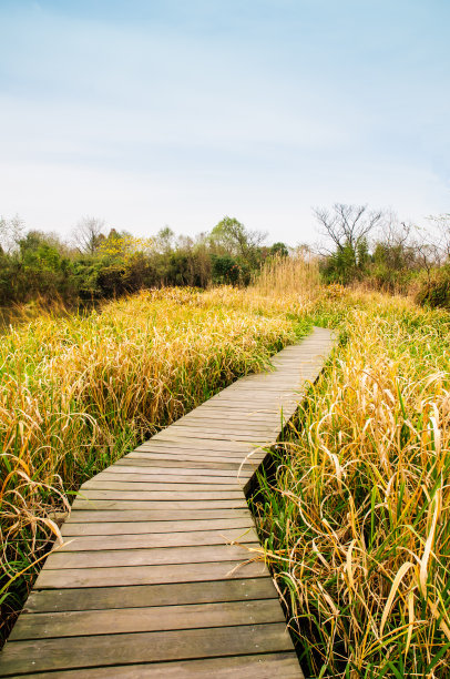 杭州西溪湿地的秋景素材图片