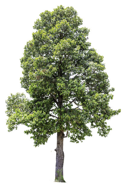 孤立的树图片下载