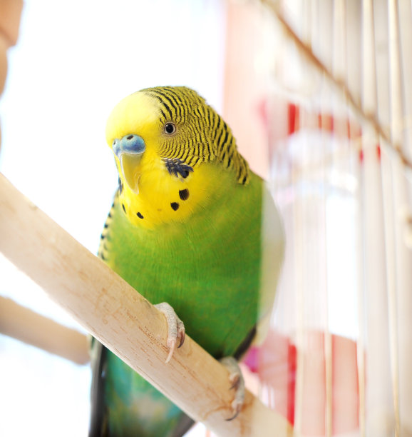 关在鸟笼里的虎皮鹦鹉。Budgie特写照片。图片下载