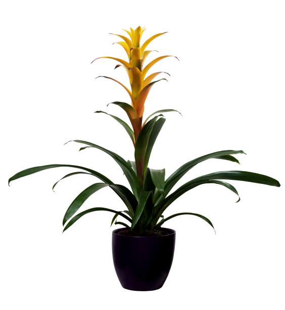 凤梨属黄分离图片下载