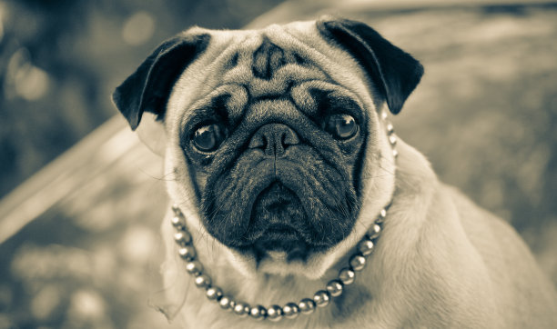 哈巴狗狗图片下载