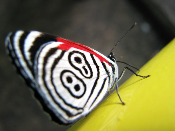 巴西伊瓜苏瀑布附近美丽的野生蝴蝶图片下载