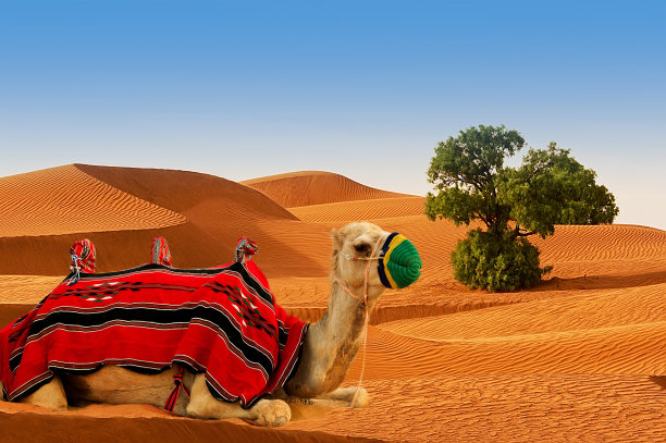 沙丘上的旅游骆驼图片下载