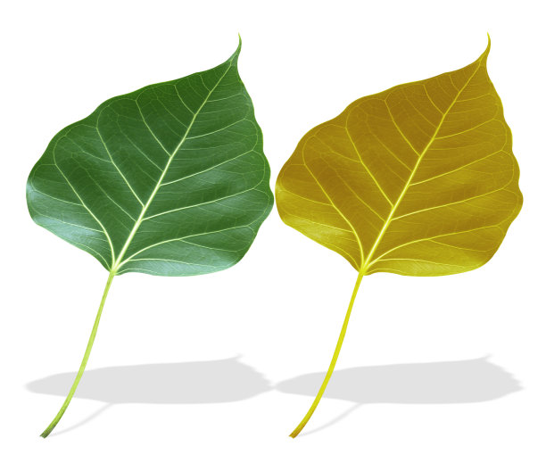 叶子图片下载
