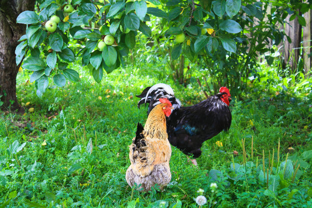 农场农场院子里，公鸡和小鸡在院子里散步图片下载