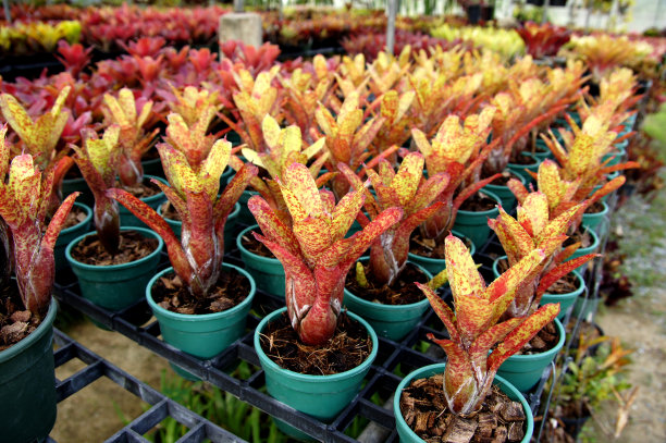 凤梨科植物上美丽多彩的叶子图片下载