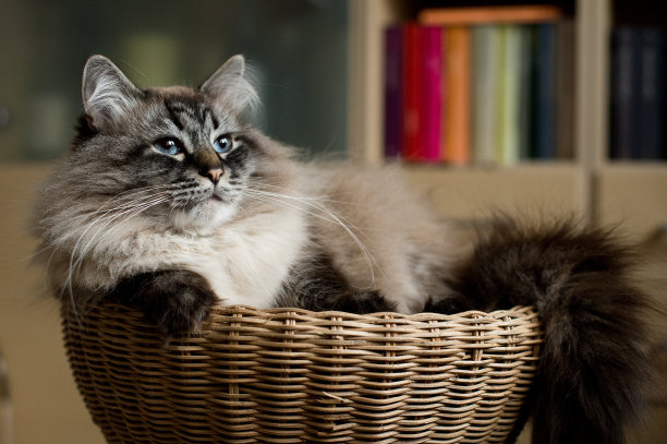 城堡之王图片下载