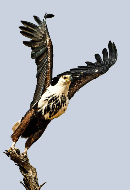 年轻的非洲鱼鹰起飞了图片下载