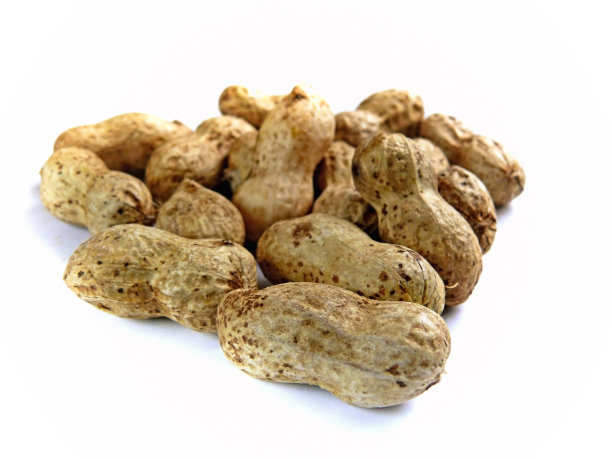 落花生hypogaea、花生图片下载